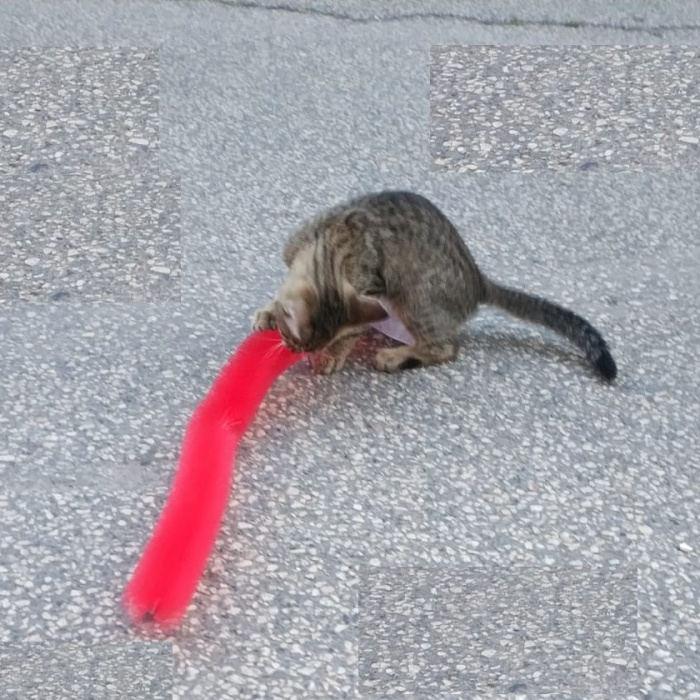 Biyomak® Kedi Tırmalama Fırçası Kedi Oyuncağı