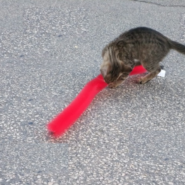 Biyomak® Kedi Tırmalama Fırçası Kedi Oyuncağı