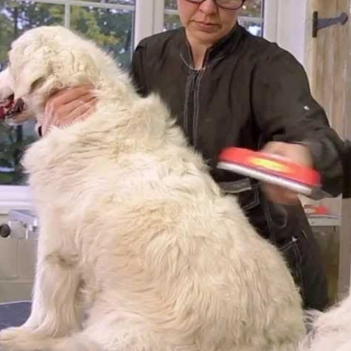 ® Yeni Ürün 23 KG Üzeri Uzun Tüylü Köpekler İçin Tüy Toplayıcı Ergonomik Tarak