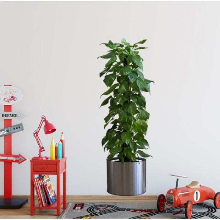 Saksılı Bitki Tasarımlı Yapışkanlı Sticker Resim 90*30 cm (5381)