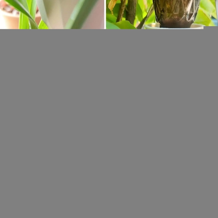 Ayarlanabilir Akış Hızına Sahip Damlama Sulama Çivileri 3lü Otomatik Bitki Sulama Aparatı Tüm Pet Şişelere Uyumlu (5381)