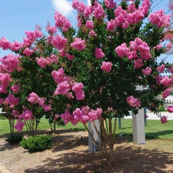 3 Adet Saksıda Pembe Çiçekli Oya Ağacı (boy 30 ila 40cm))