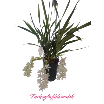 Beyaz sarkan çiçekli cybidium orkide