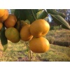 Tüplü Fidan Okitsu Mandalina Fidanı