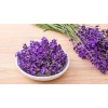 2 Adet Saksılı Tıbbi Lavanta - Lavandula Angustifolia Sevtopolis