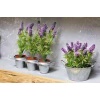 2 Adet Saksılı Tıbbi Lavanta - Lavandula Angustifolia Sevtopolis