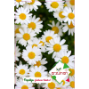 Papatya(paketteki Tohum Sayısı 100)