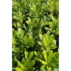Pittosporum 20-25 Cm Çap
