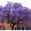 Dünyanın En Hızlı Büyüyen Ağacı Paulownia Fidanı(10 Adet Boy 20 İla 40cm )
