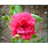 Katmerli Japon Gülü Fidanı, Pembe, Saksılı(boy 70cm ile 1m)