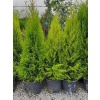 Limoni Servi Fidanı Cupressus macrocarpa Goldcrest, 80cmile 120cm, Saksıda