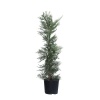 Leylandi Fidanı Cupressocyparis leylandii, +100 cm, Saksıda