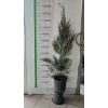Leylandi Fidanı Cupressocyparis leylandii, +100 cm, Saksıda