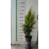 Limoni Servi Fidanı Cupressus macrocarpa Goldcrest, 80cmile 120cm, Saksıda