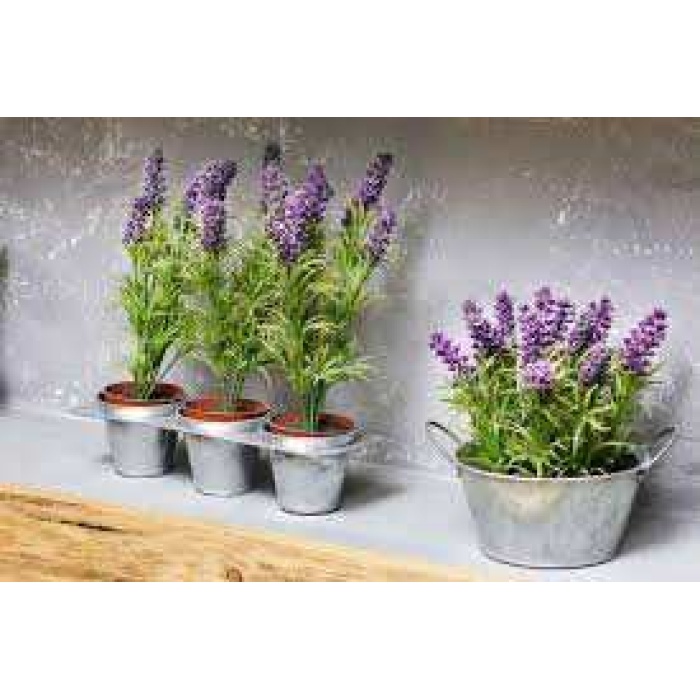 2 Adet Saksılı Tıbbi Lavanta - Lavandula Angustifolia Sevtopolis