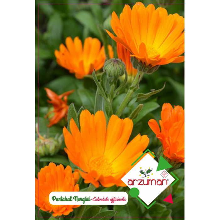 Portakal Nergisi(paketteki Tohum Sayısı 30 )