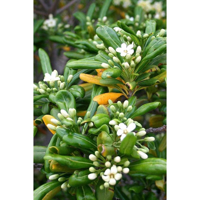 Pittosporum 20-25 Cm Çap
