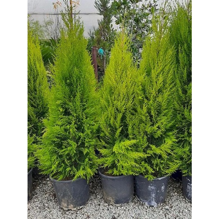 Limoni Servi Fidanı Cupressus macrocarpa Goldcrest, 80cmile 120cm, Saksıda