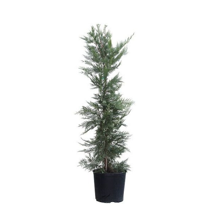 Leylandi Fidanı Cupressocyparis leylandii, +100 cm, Saksıda
