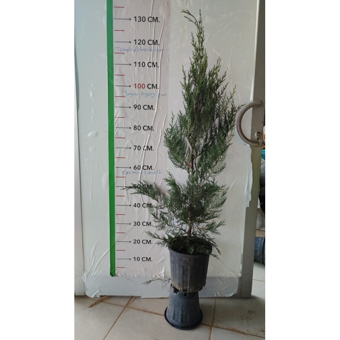Leylandi Fidanı Cupressocyparis leylandii, +100 cm, Saksıda