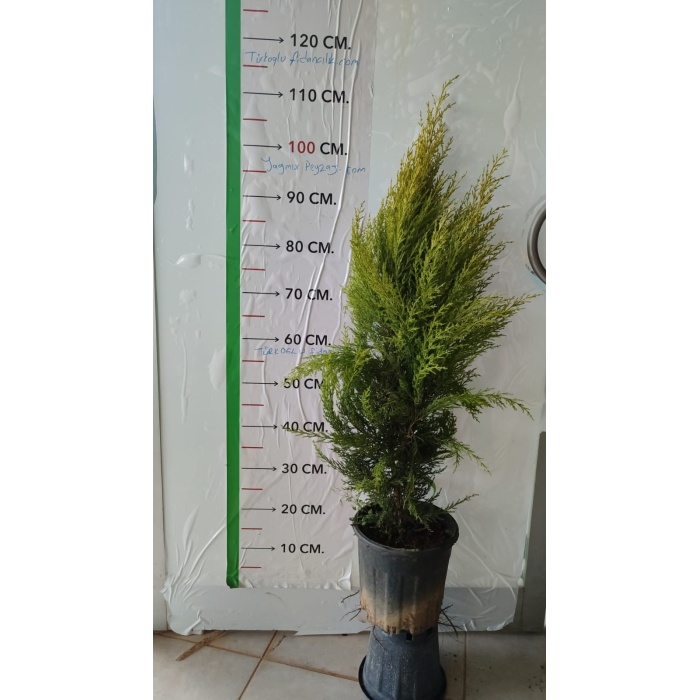 Limoni Servi Fidanı Cupressus macrocarpa Goldcrest, 80cmile 120cm, Saksıda