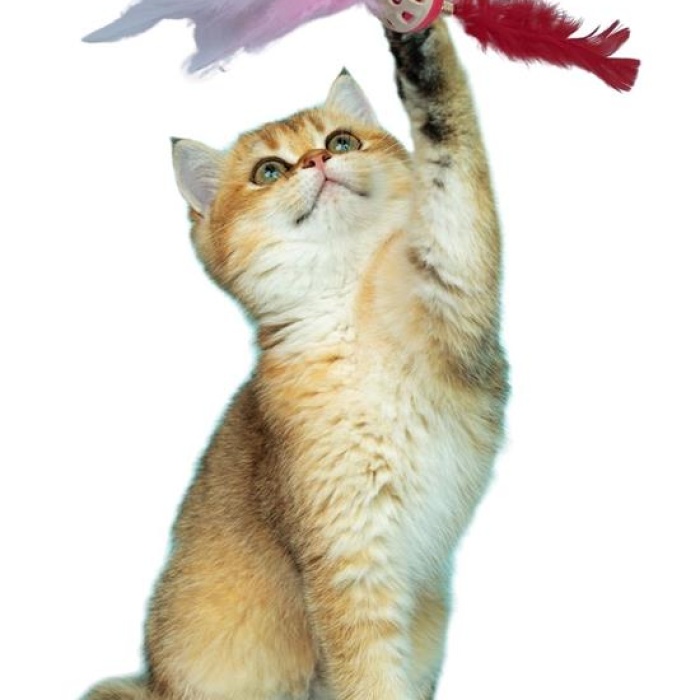 Tüylü Püsküllü Kedi Oyuncağı Dikkat Çekici Renkli Sevimli Evcil Hayvan Oyuncağı (4172)