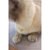 Cam İnci Kedi Kolyesi Zilli Kedi Tasması - Gold