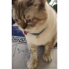 Renkli İnci Kedi Kolyesi Zilli Kedi Tasması - Mavi