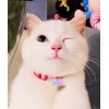 Kişiye Özel Kemik Model Patili Çelik Kedi Köpek Künyesi