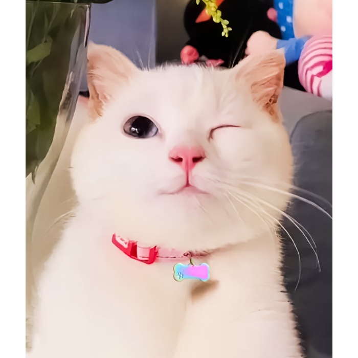 Kişiye Özel Kemik Model Patili Çelik Kedi Köpek Künyesi