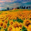 Ayçiçeği, Gündöndü, Günebakan Tarlası Kanvas Tablo 50 x 70