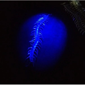 Şeffaf Renk Karanlıkta Parlayan Fosforlu Kırkayak 13 Cm 1 Adet - Lisinya