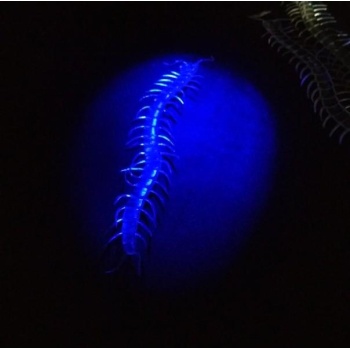 Şeffaf Renk Karanlıkta Parlayan Fosforlu Kırkayak 13 cm 1 Adet (5343)