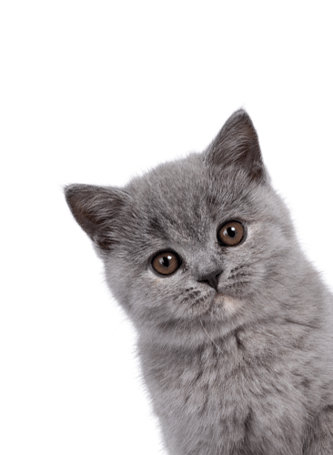 Meow Icon