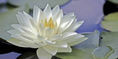 21  Günlük Şifa Çalışmaları