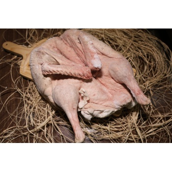 KURUTULMUŞ KARS KAZI 2300-3000GR ARASI