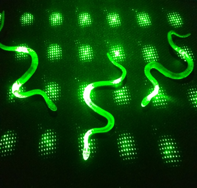 Şaka Yılan Ve Kırkayak  36 Adet (4172)