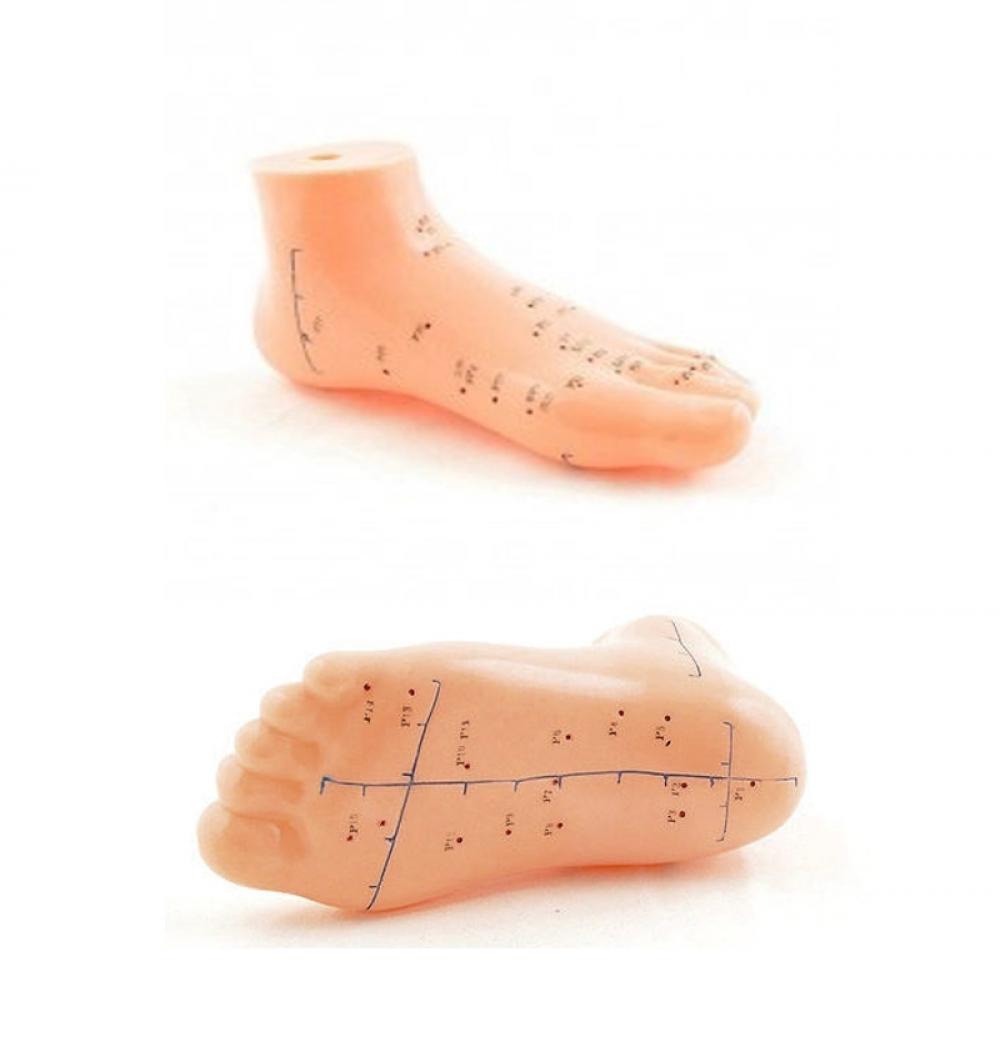 Ayak  Maketi Akupunktur Noktaları Nrd 834 Ayak  Maketi Akupunktur Noktaları Nrd 834