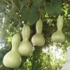 Lucky Life Su Kabağı & Et Kabağı Yerli Tohum