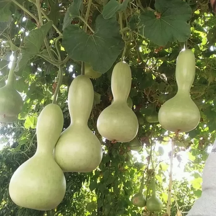 Lucky Life Su Kabağı & Et Kabağı Yerli Tohum