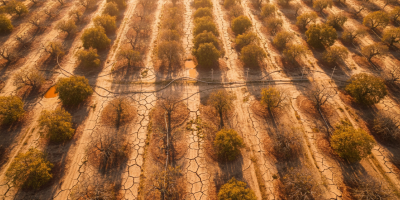 Avokado Tüketiminin Ekolojik Bedeli: Sağlıklı mı, Sürdürülebilir mi?