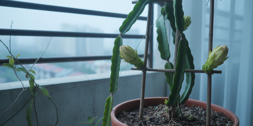 Kendi Ejder Meyveni Yetiştir: Balkonda veya Bahçede Pitaya Rehberi