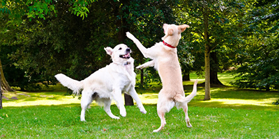 Evcil Hayvanlar İçin Oyun ve Zihinsel Zenginleştirme: Neden Bu Kadar Önemli?