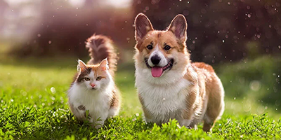 Kedi ve Köpek Mamalarında En Doğru ve En Besleyici Seçim Nasıl Yapılır?