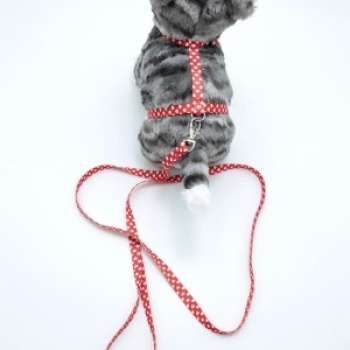 Kedi Kalpli Göğüs Tasması Ve Gezdirme Seti Ps9636