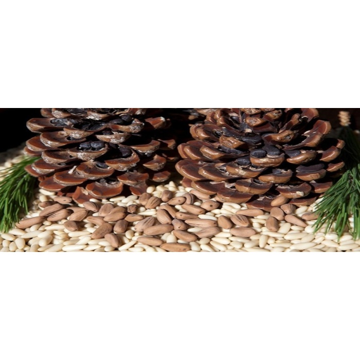 Çam Fıstığı (Künar) 100gr.