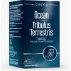 Ocean Trıbulus Terrestrıs 500 Mg 60 Kapsul