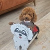 Köpek Saksı Standı Poodle Cins