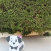 Köpek Saksı Standı