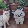 Saksı-Kedi Saksı Standı
